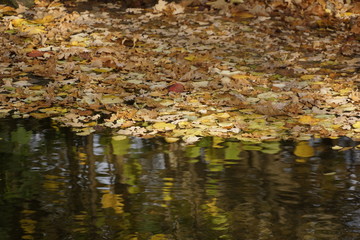 Herbstlaub auf Wasseroberfläche in Teich