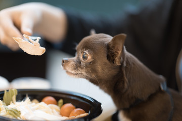 Cute brown chihuahua dog sniffing a food in restaurant.