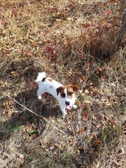 Jack Russell Terrier, dog,animal,puppy,cute,jack,doggy,russell,terrier