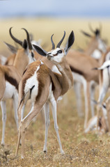 Close-up of a springbok standing in a herd looking back