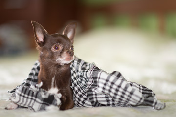 Cute brown short-hair Chihuahua puppy wrapped in shawl