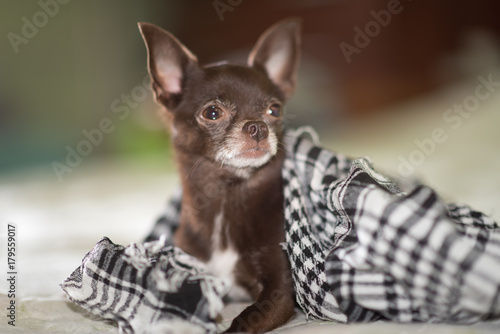 Cute Brown Short Hair Chihuahua Puppy Wrapped In Shawl Stock