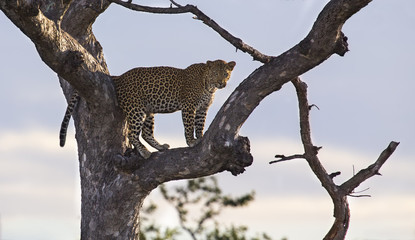 Male leopard standing high in a Maroela tree to look for prey