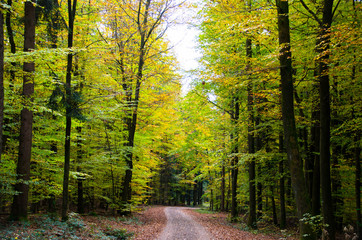 Herbst in den Wäldern des Schwarzwaldes