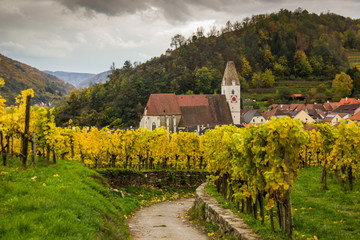 Obraz premium Colorful autumn Vineyard in Wachau valley in Austria