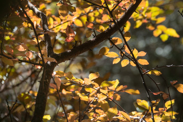 Bright colored leaves on the branches in the autumn forest.