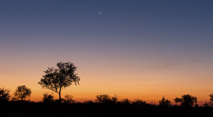 Lovely sunset in Kruger national park with tree silhouette and bright colours