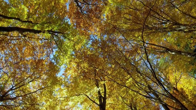 Video 4k - bosco in autunno - Valmasino (Italy)