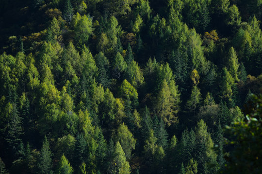 Fototapeta Evergreen Forest Overview. Dark trees