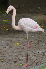 Pink flamingo. Single bird. Ukraine, 2017.