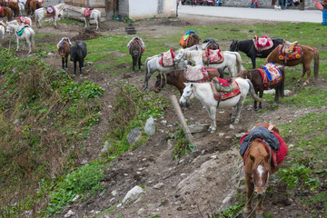 Group of horses in nation park at China for traveler ride in the park