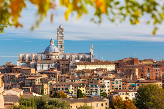 Fototapeta Beautiful view of Dome and campanile of Siena Cathedral, Duomo di Siena, and Old Town of medieval city of Siena in the sunny day through autumn leaves, Tuscany, Italy
