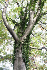 Magic tree