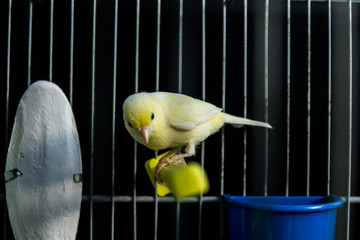 beautiful yellow Canary in a cage