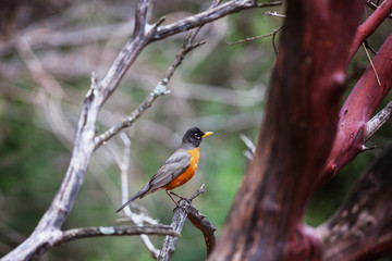 Bird