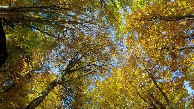Video 4k - bosco in autunno - Valmasino (Italy)