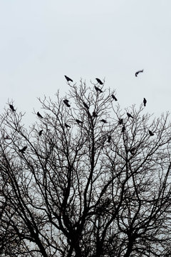 silhouettes of crows birds on tree