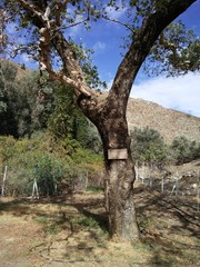 Fototapeta na wymiar Europa-Baum Kreta