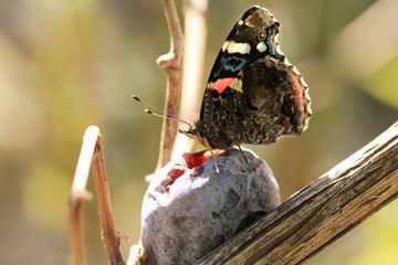 Butterfly, who drinks plum juice ...