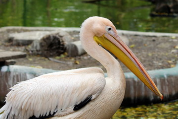 Great white pelican (Pelecanus onocrotalus) also known as the eastern white pelican rosy pelican or white pelican. Ukraine, 2017.