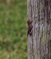 Lizards in South Florida