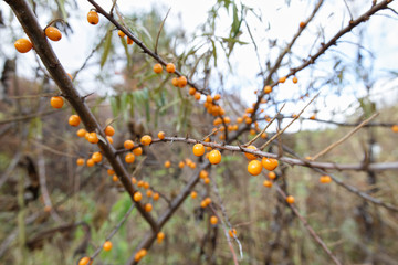 branch of sea buckthorn berries