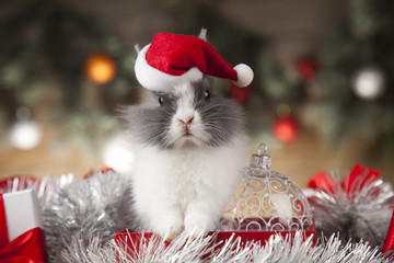 Animal, Rabbit, bunny on Christmas background