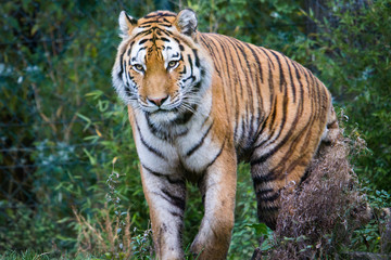 Naklejka na ściany i meble Tiger im Zoo