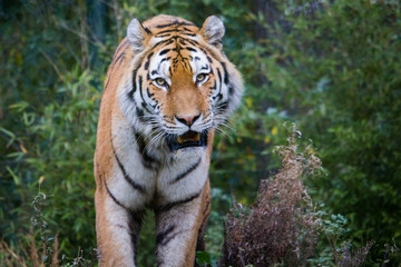 Tiger im Zoo nah