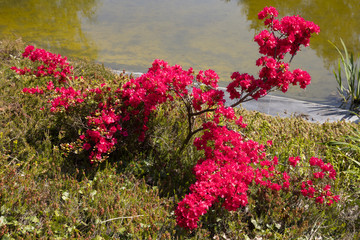 Blühender Rhododendron, Nordrhein-Westfalen, Deutschland, Europa
