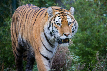 Naklejka na ściany i meble Tiger im Zoo