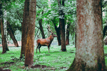 wild deer with large horns in the protected forest
