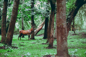 wild deer with large horns in the protected forest
