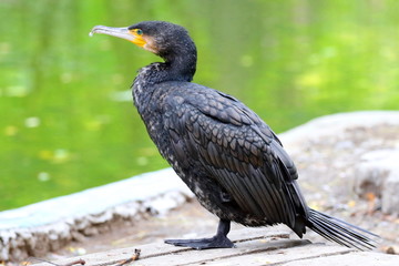 Cormorants  are medium-to-large birds, with body weight in the range of 0.35–5 kilograms (0.77–11.02 lb) and wing span of 45–100 centimetres (18–39 in). The majority of species have dark feathers. The
