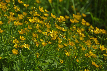 Bright yellow buttercups with green background