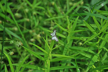 A black and white moth in the grass