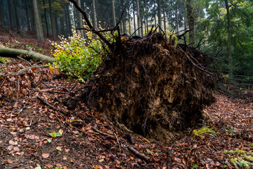 Obraz premium Forest And Fog