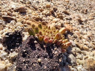 little cactus