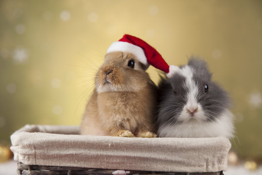 Animal, Rabbit, bunny on Christmas background