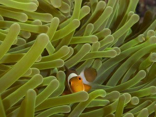 a clownfish peeps through the tentacles of its anemone home