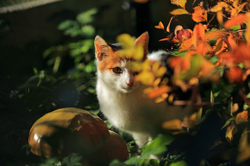 Mały łaciaty kot w jesiennych liściach. - obrazy, fototapety, plakaty