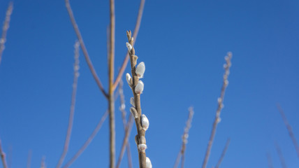 Buds of willow on a background of blue sky.
