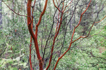 Unusual naked trunk of red strawberry tree Arbutus andrachne with exfoliated bark