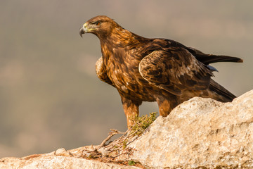 Golden Eagle