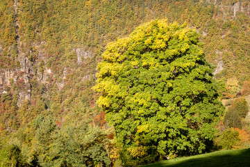 Autumnal green and yellow foliage  in Sarentino Valley, South Tyrol, Italy