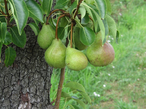 Green pears hanging on a growing pear tree . Tuscany, Italy