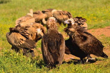 Cinereous vulture with griffon vultures