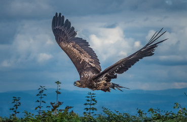 The golden eagle (Aquila chrysaetos) is one of the best-known birds of prey in the Northern Hemisphere. It is the most widely distributed species of eagle.