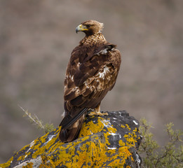 Golden Eagle