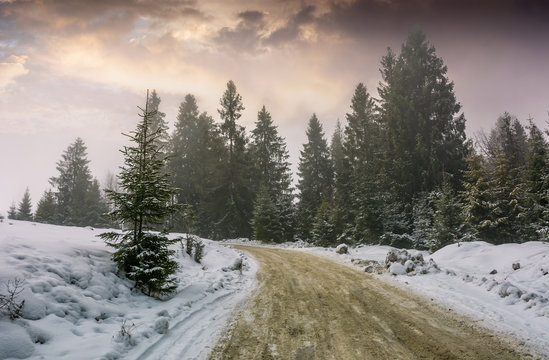 road through foggy spruce forest in winter. lovely nature scenery